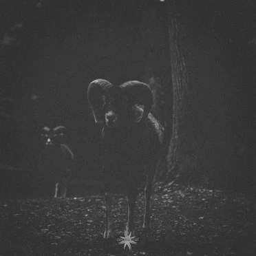 Rituals I