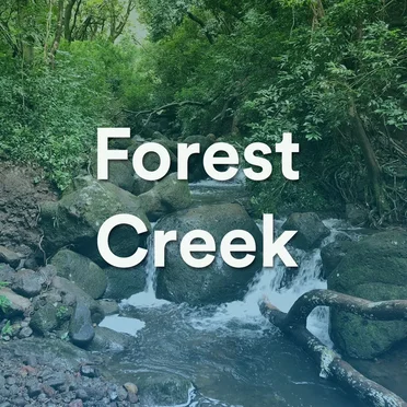 Forest Creek by Ambient Calm - album cover