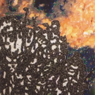 Demo by Failed Fecal Microbiota Transplant - album cover
