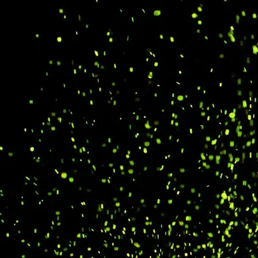 Fireflies
