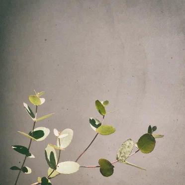 TWENTY-FOUR by Jeannine Schulz - album cover