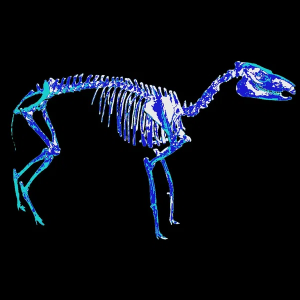 Mesohippus