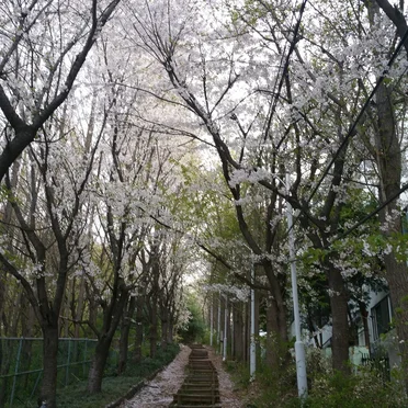 꽃샘추위 (Recurrence)