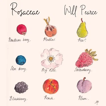 Rosaceae