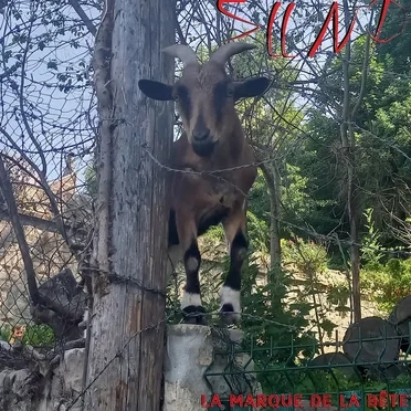 La Marque de la Bête