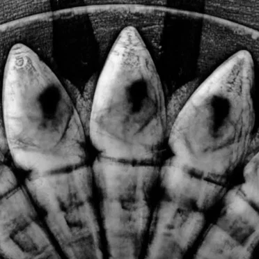 Isolation Trip / Path of Distortion