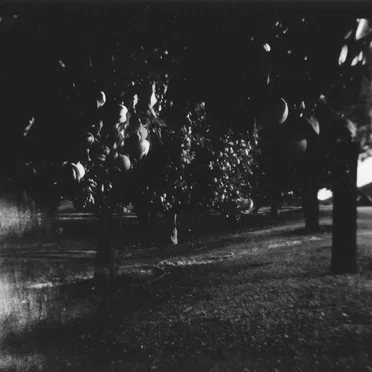Midnight Orchard