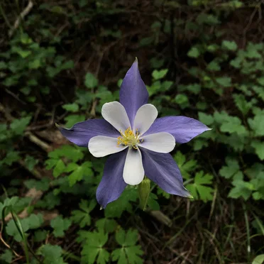 In the State of Changing Colors (of the Violet Variety)