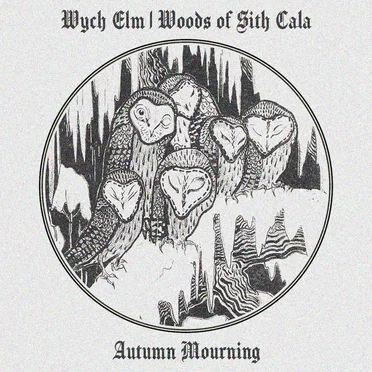 Wych Elm