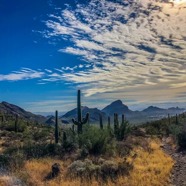 Winter in the Desert