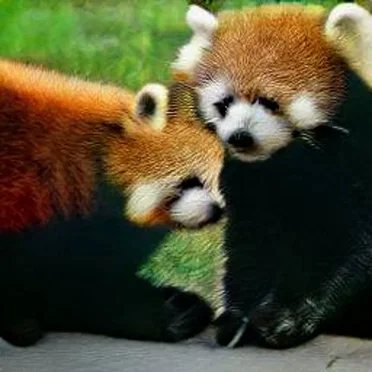 RedPandafied by Red Panda Alliance - album cover