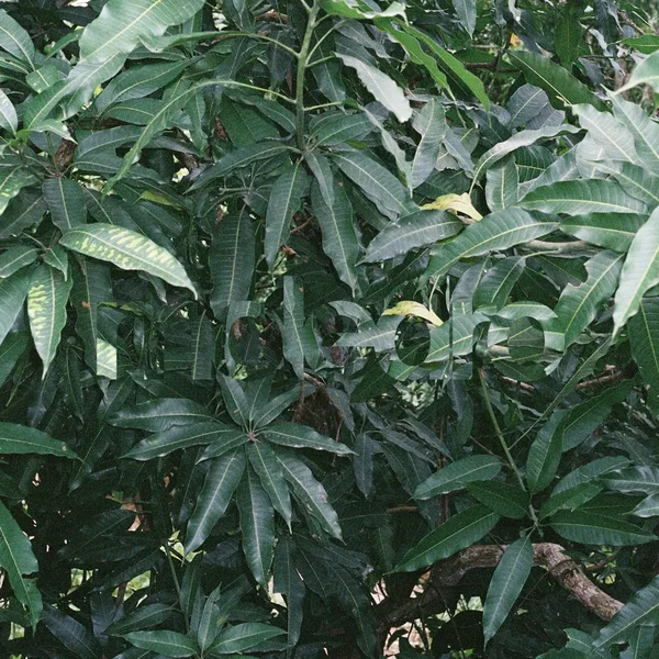 Banh