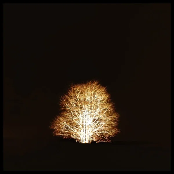 By the Dawn of the Silent Trees