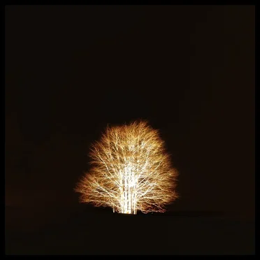 By the Dawn of the Silent Trees