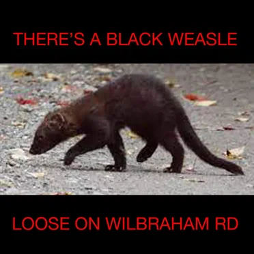 THERE'S A BLACK WEASLE LOOSE ON WILBRAHAM ROAD
