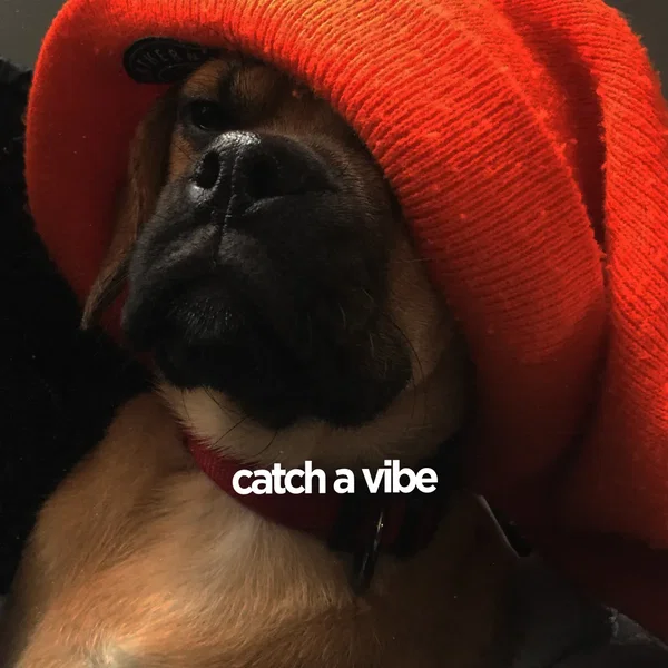 Catch a Vibe
