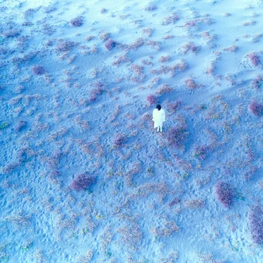 こだまでしょうか