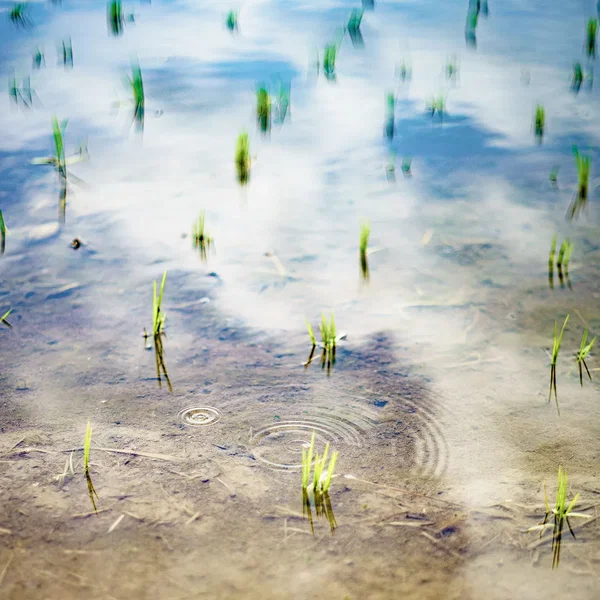 Early Summer Scape