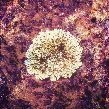 Nobel Orchils by Ty Owen - album cover
