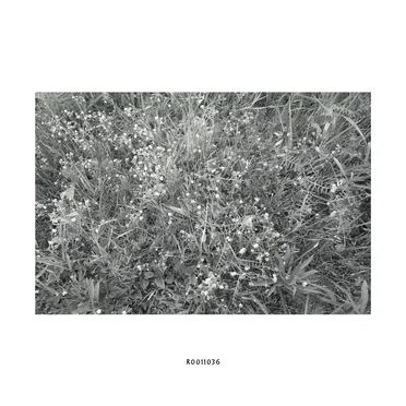 R0011036 by Hideo Nakasako - album cover