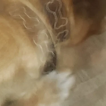 cool ep about my dog