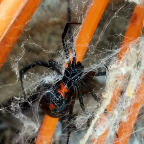 Black Widow