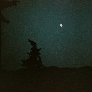 These Dark Woods