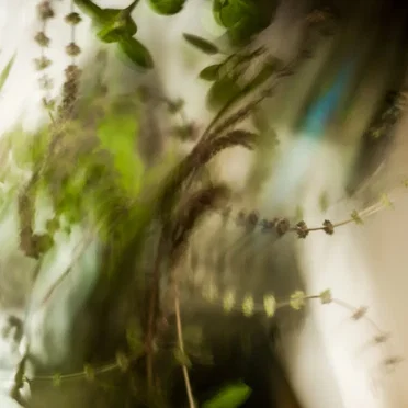 Ephemeral garden by FoAM - album cover