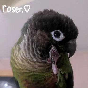 Green-Cheeked Lullaby by Roser. - album cover