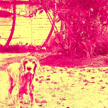 Dog in Confusion