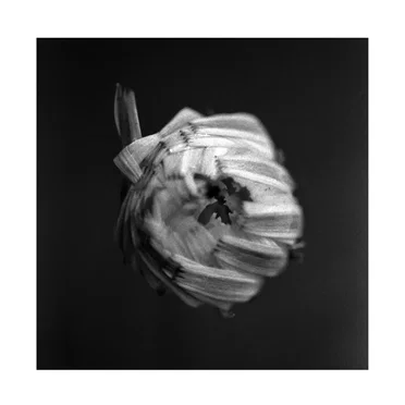An Empire by A Swarm of the Sun - album cover