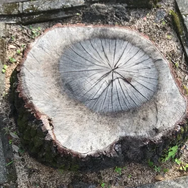 木耳