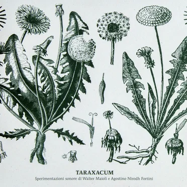 Taraxacum