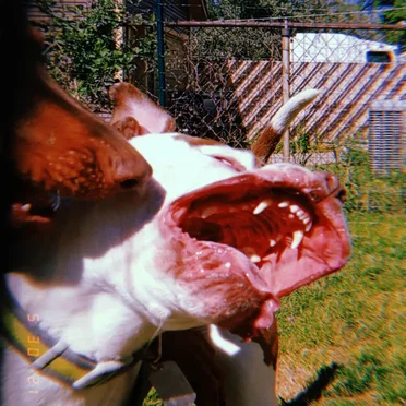 Mother Tongue ~ Glitter Belly