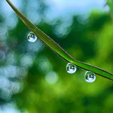 Morning Dew Light Source