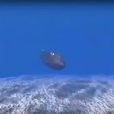 海ocean