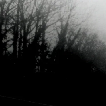 No Light Penetrates the Canopy