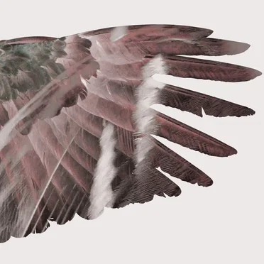 Clipped Wings