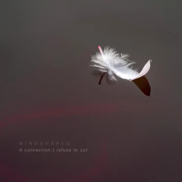 A connection I refuse to cut by Windshaped - album cover