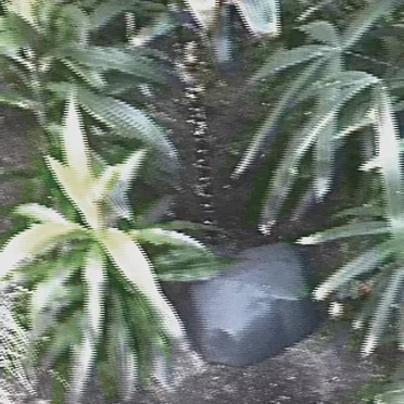 Ｌｏｓｔ Ｊｕｎｇｌｅ