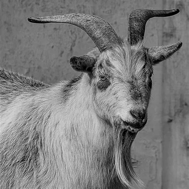 Goat Drowning in Viscous Liquid