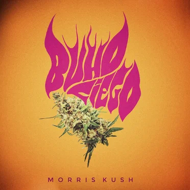 Morris Kush