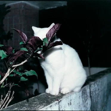 東京カラー
