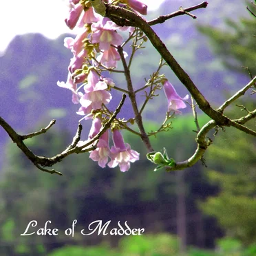 Who Is She? by Lake of Madder - album cover