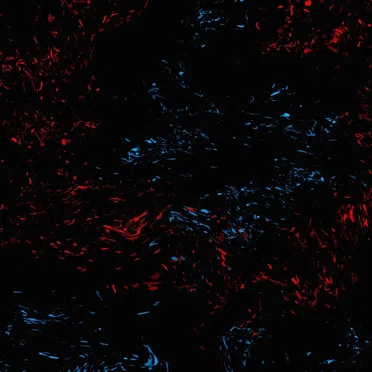 Migration (Instrumental)