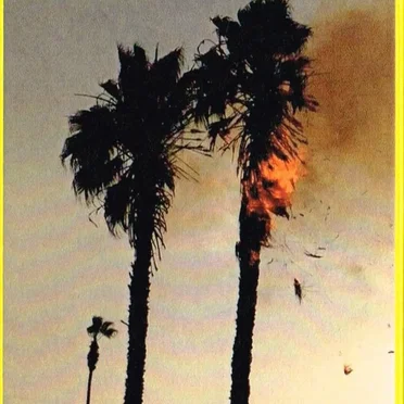 Nordic Flora Series, Pt. 4: Techno Music