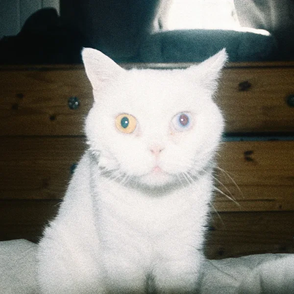 Can You See It?
