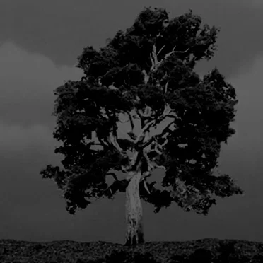 Sycamore Tree