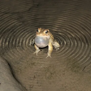 The Intruder