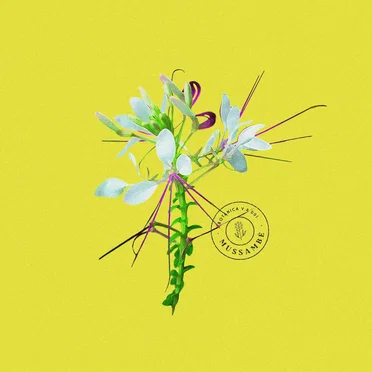 Mussambê by Botânica Beats - album cover